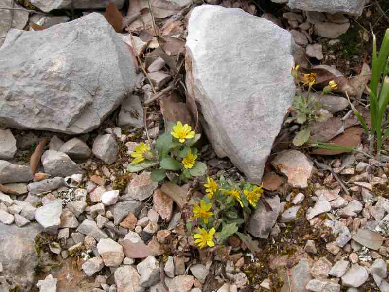 Senecio leucanthemifolius